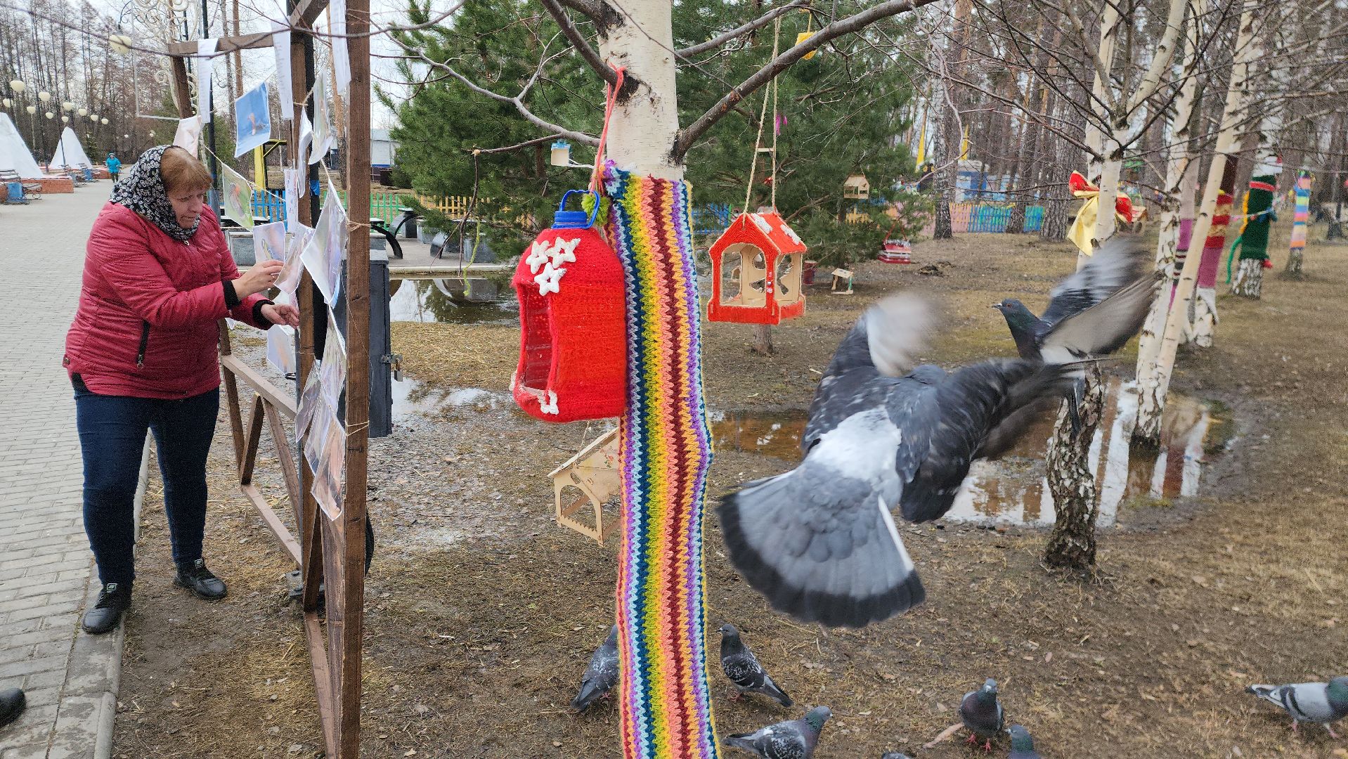 шатура, покормите птиц зимой, парк, парки подмосковья ., парки шатуры, международная акция, кормушки,