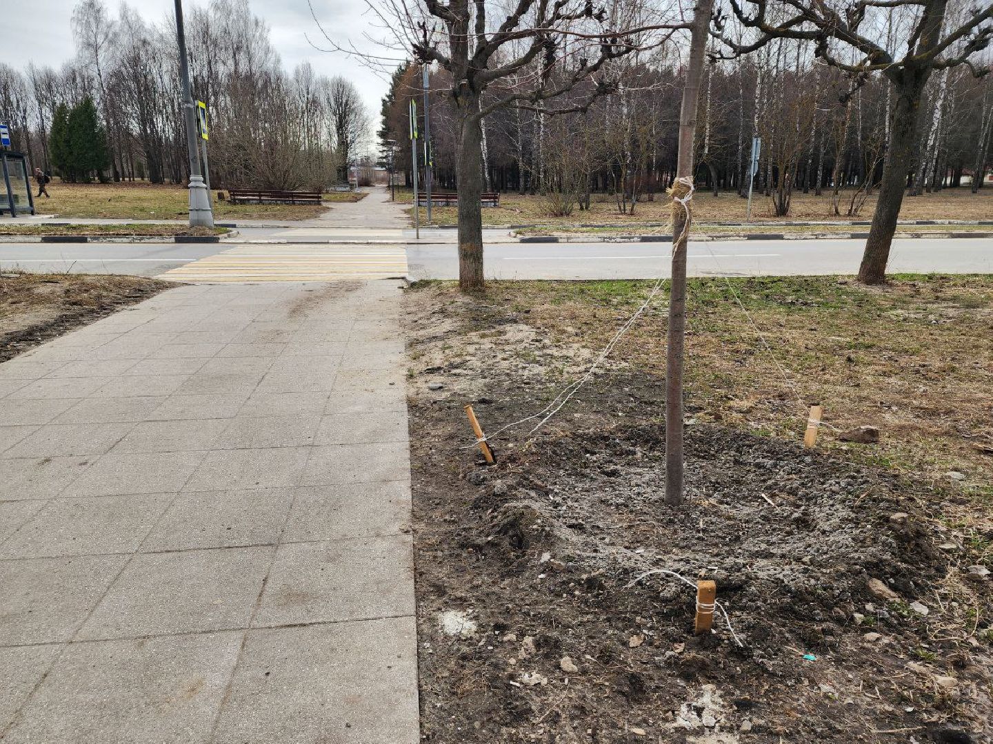 пущино, экология, благоустойство, деревья,