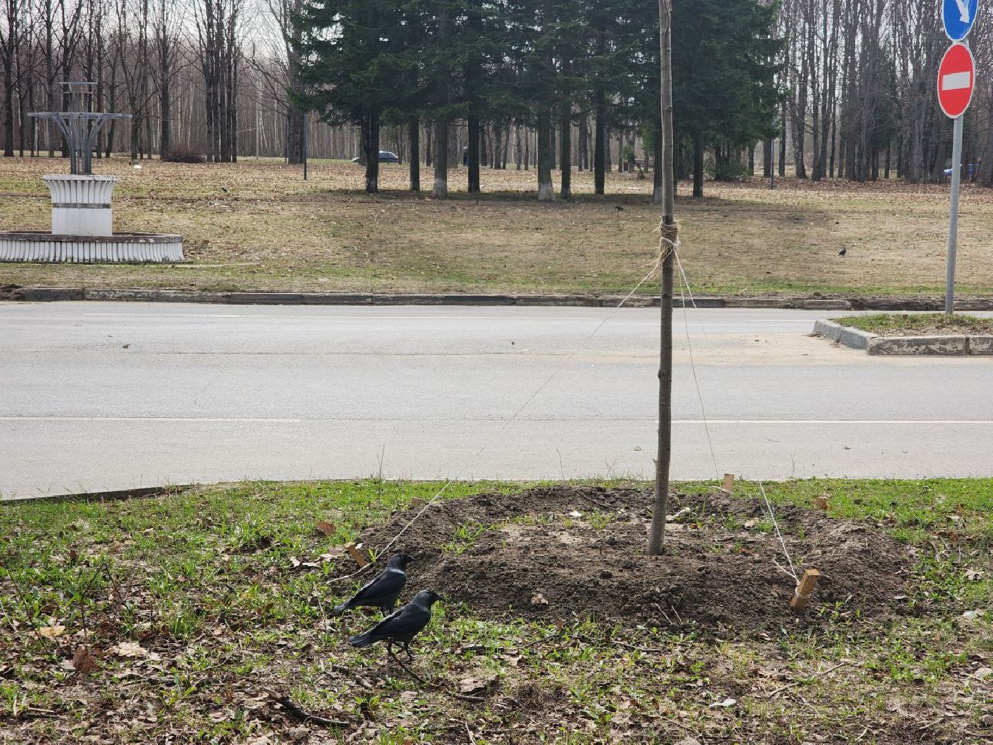 пущино, экология, благоустойство, деревья,