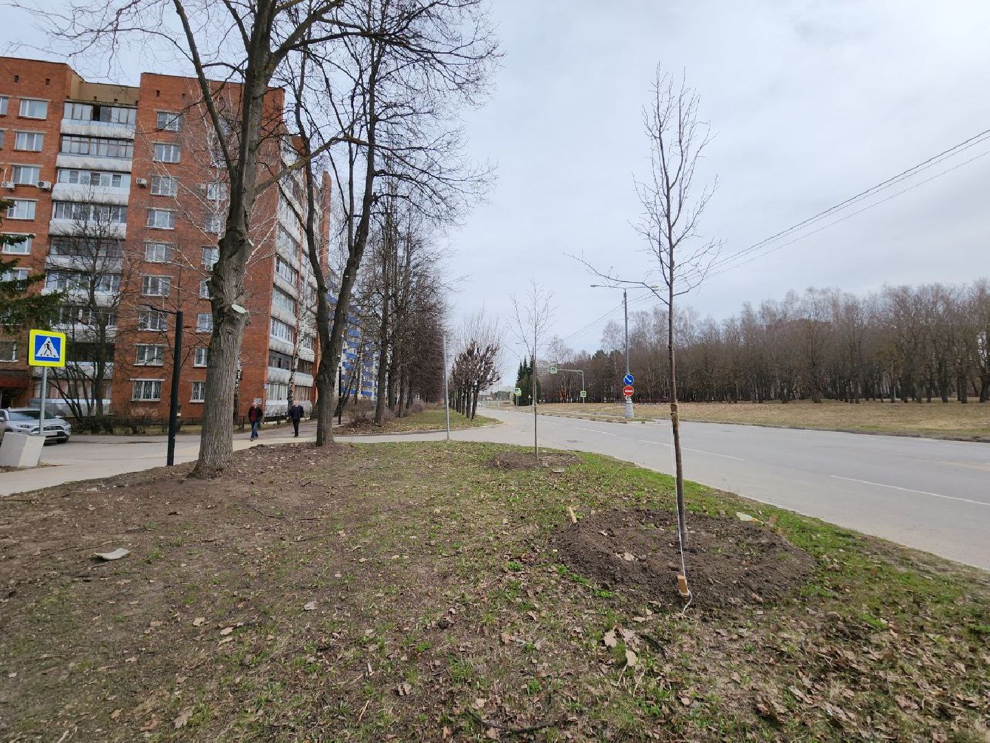 пущино, экология, благоустойство, деревья,