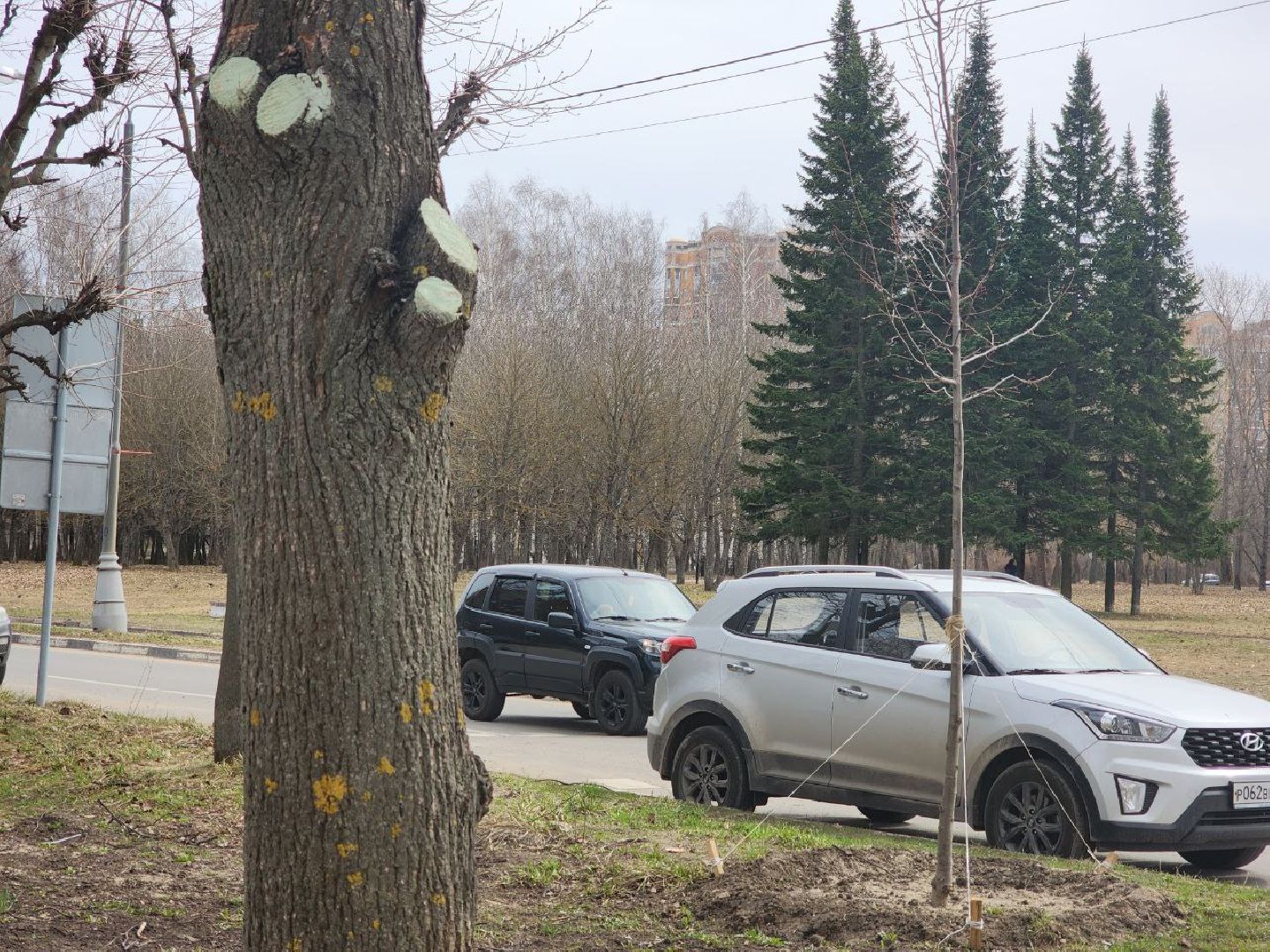 пущино, экология, благоустойство, деревья,