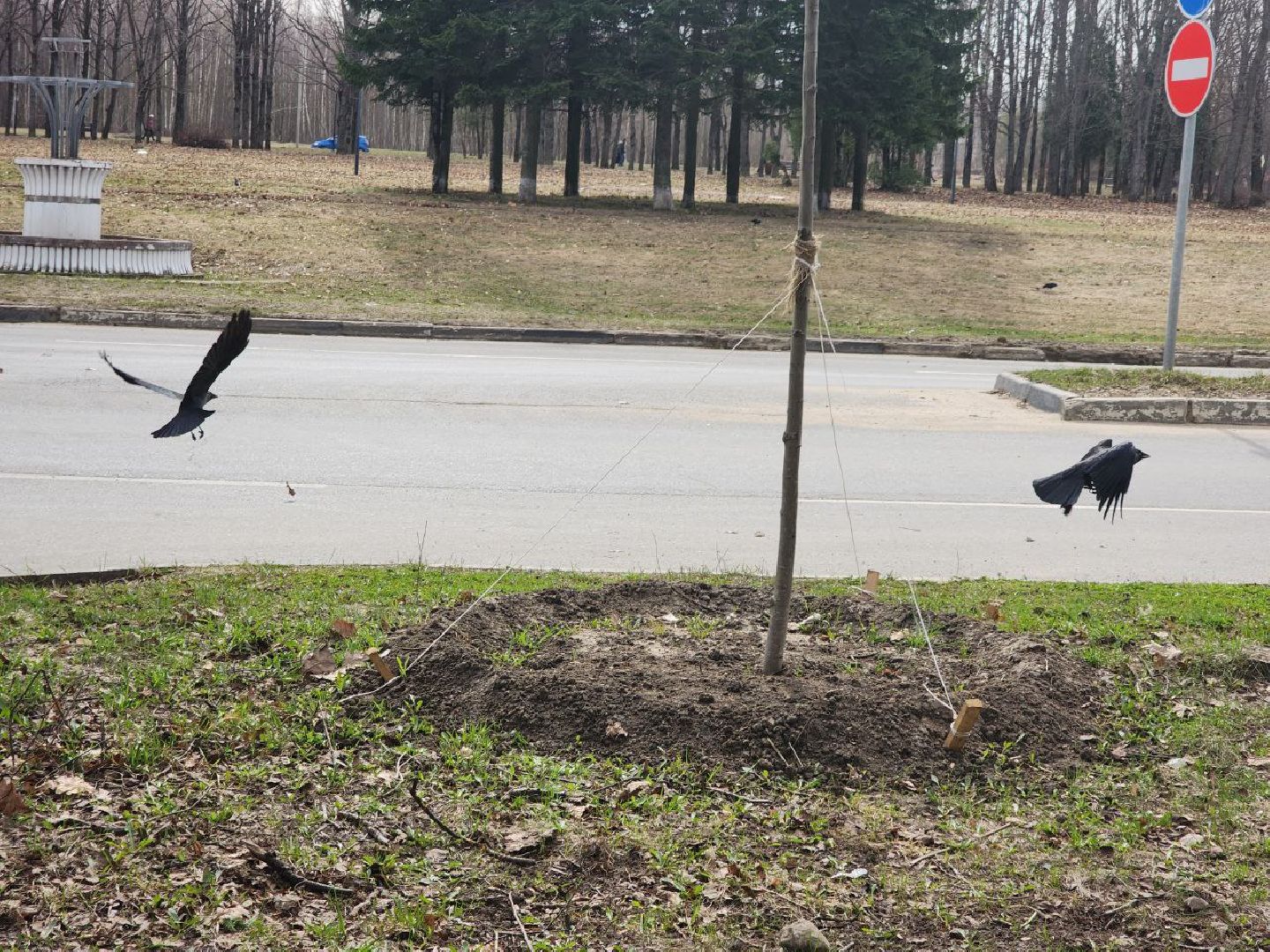 пущино, экология, благоустойство, деревья,