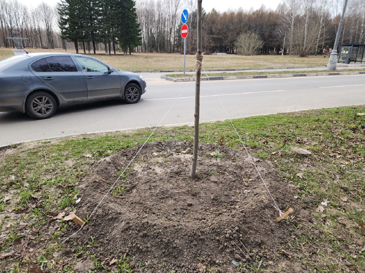 пущино, экология, благоустойство, деревья,