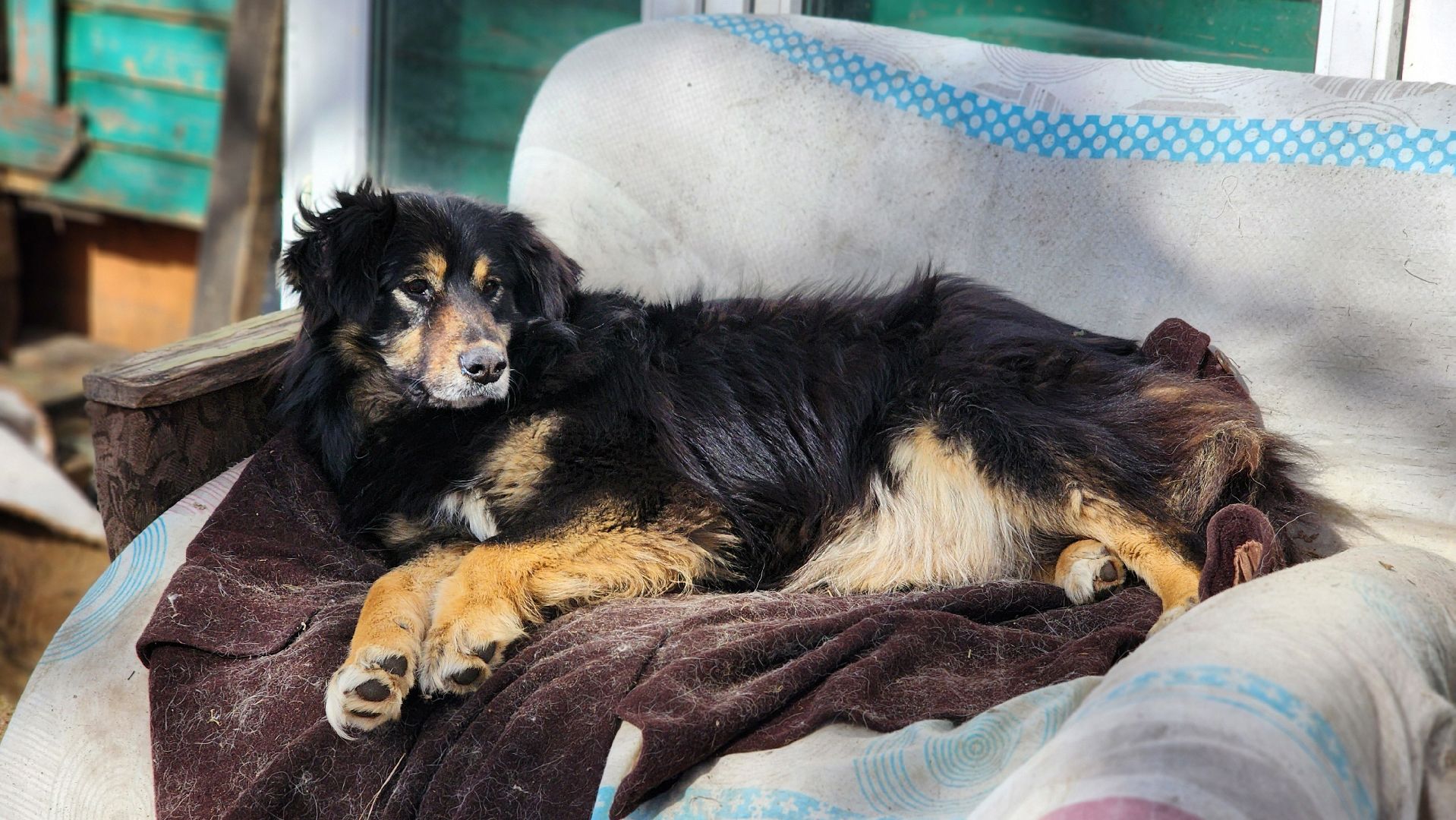 хвостатый рай, благотворительность, протвино, собаки, помощь,