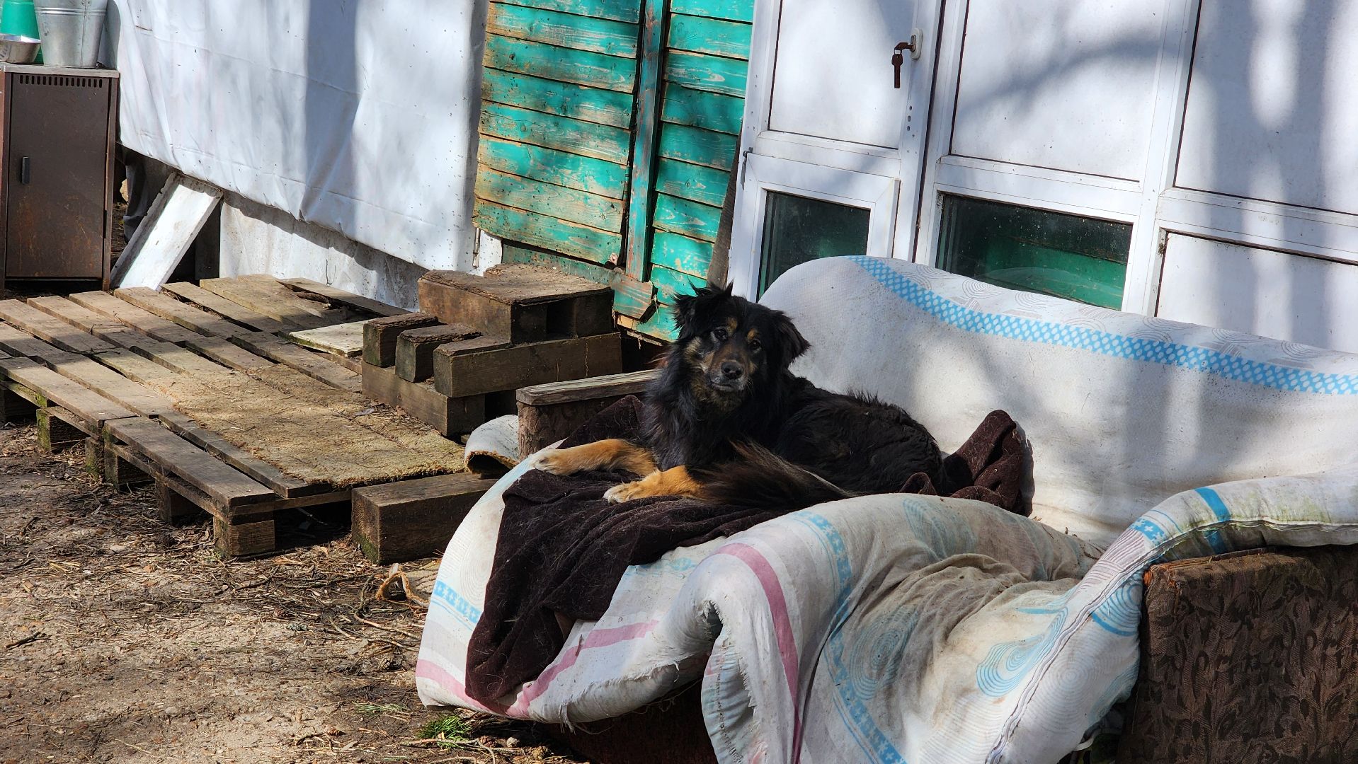 хвостатый рай, благотворительность, протвино, собаки, помощь,