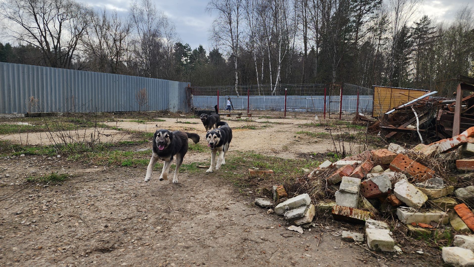 хвостатый рай, субботник, приют, волонтеры подмосковья, протвино,