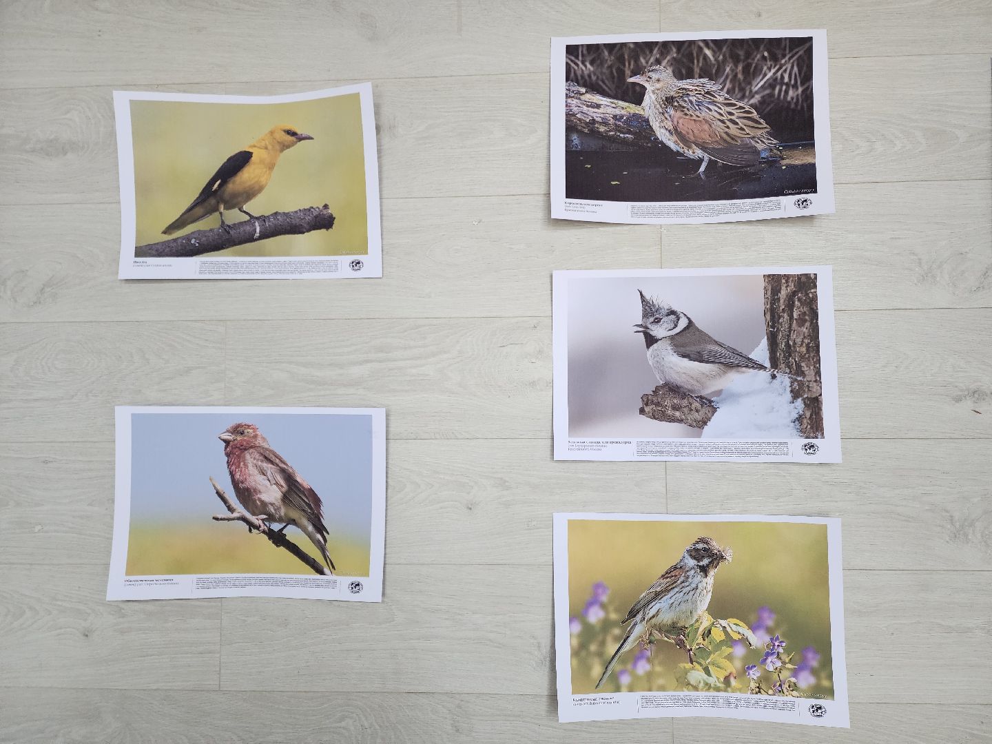 ногинск, парки подмосковья, птица,