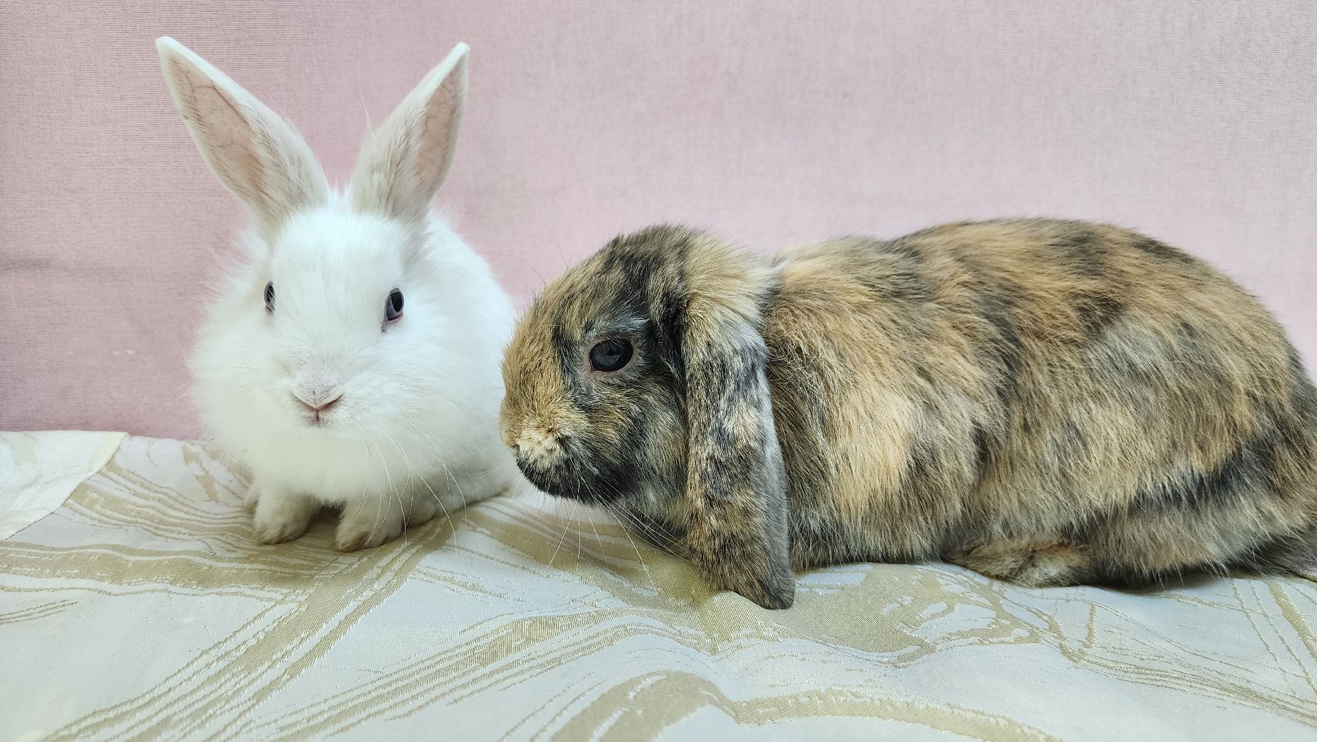 Солнечногорск, культура, музей, кролики и зайцы,