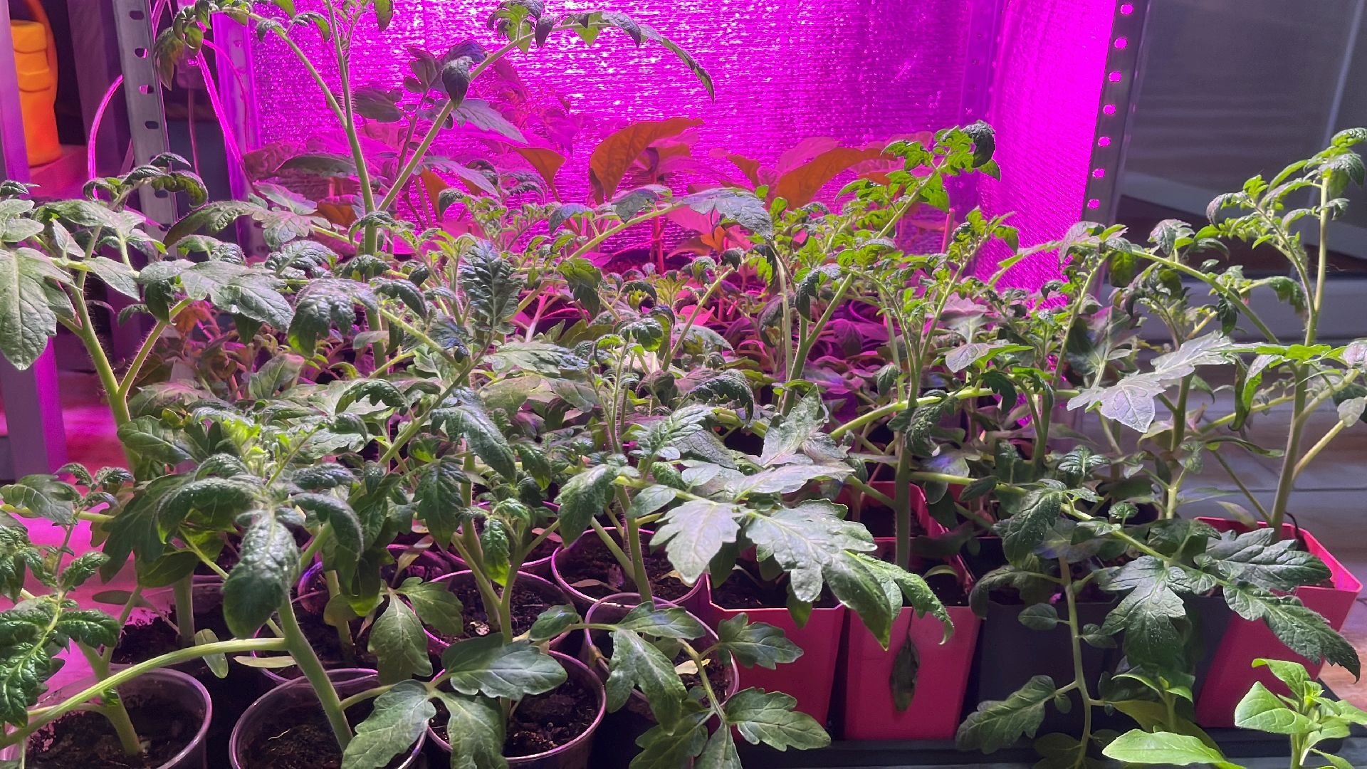 дача, дачники, дачный сезон, уборка,