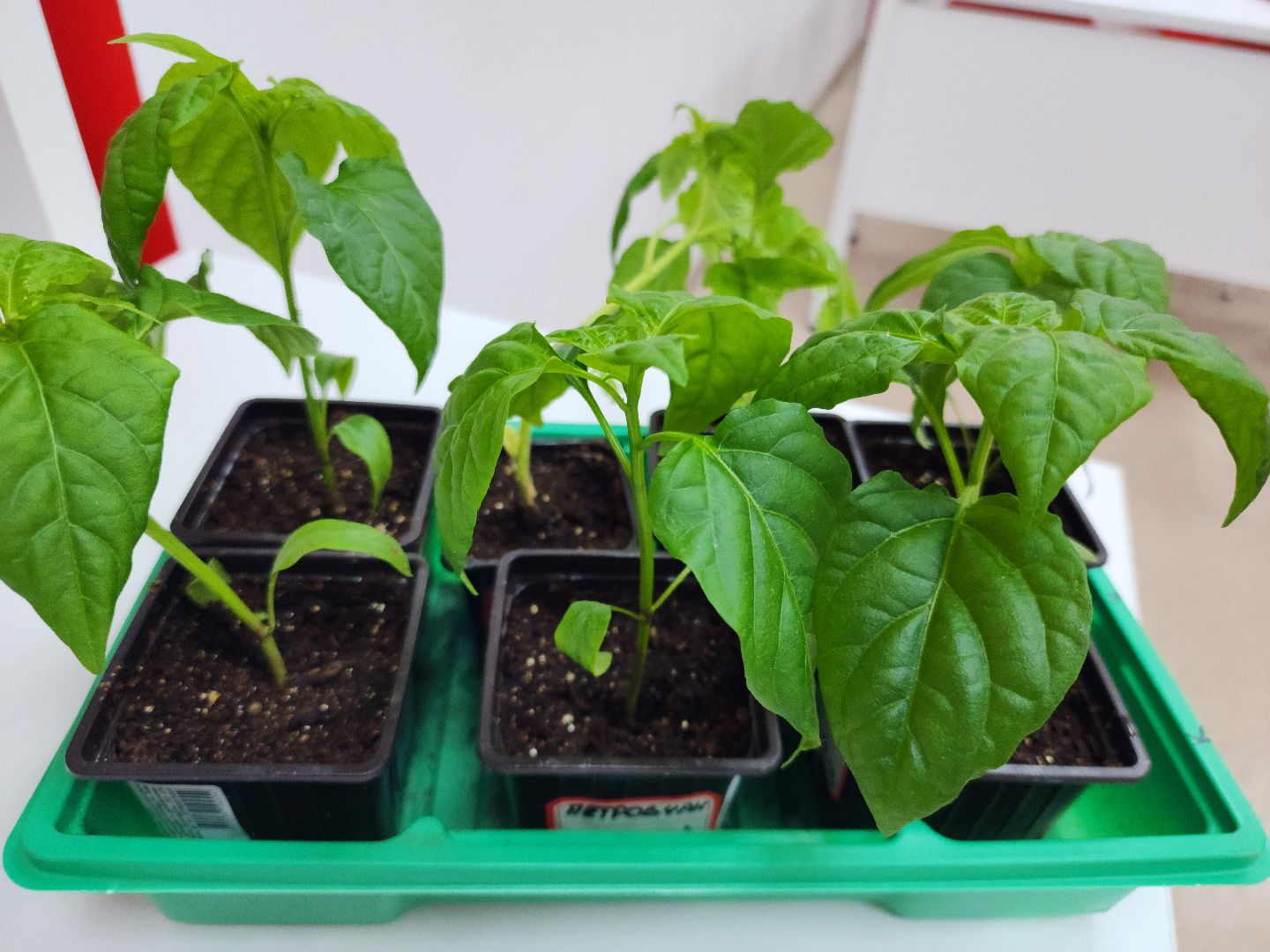 Звенигород, Образование, Конкурс,