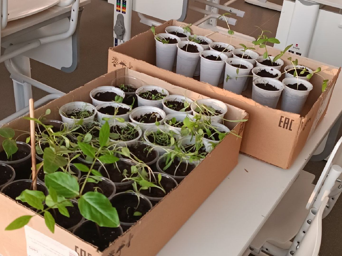 Звенигород, Образование, Конкурс,