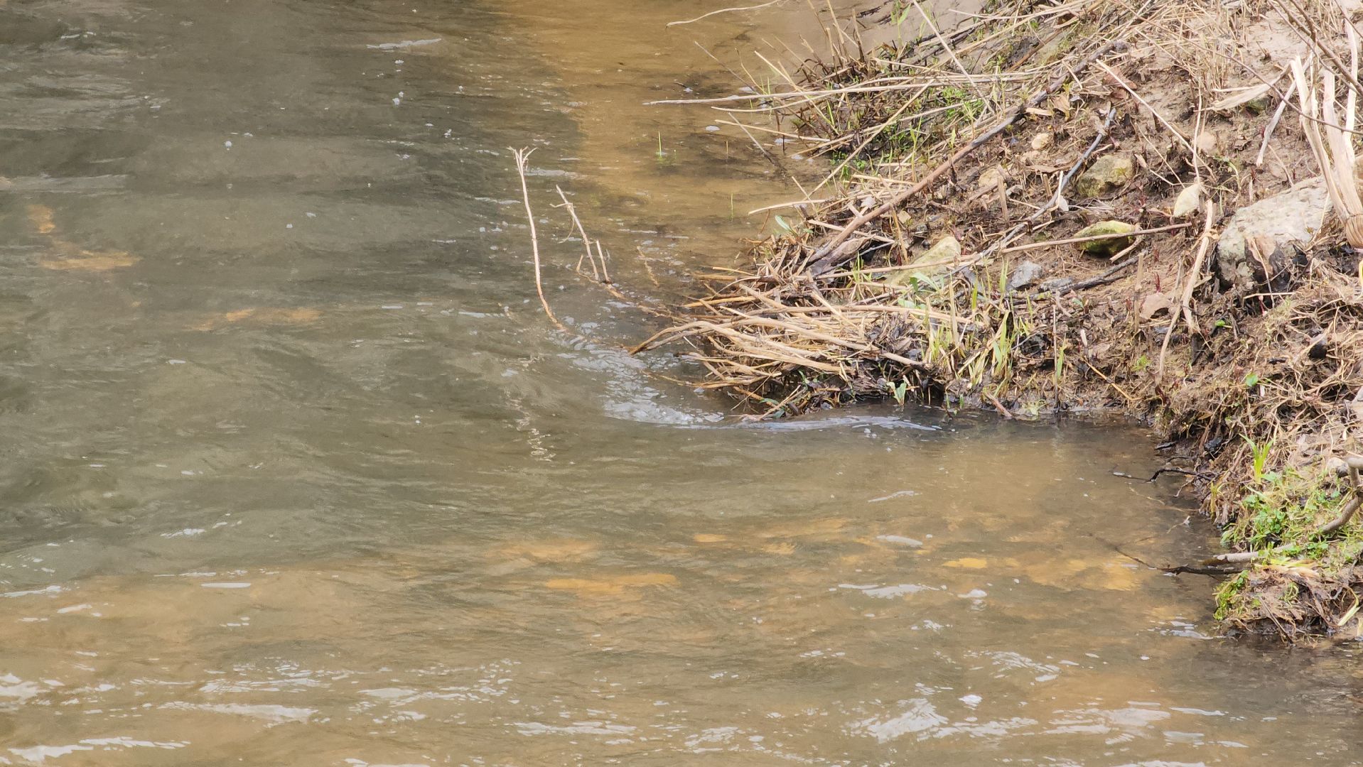 ступино, паводок, разлив оки,