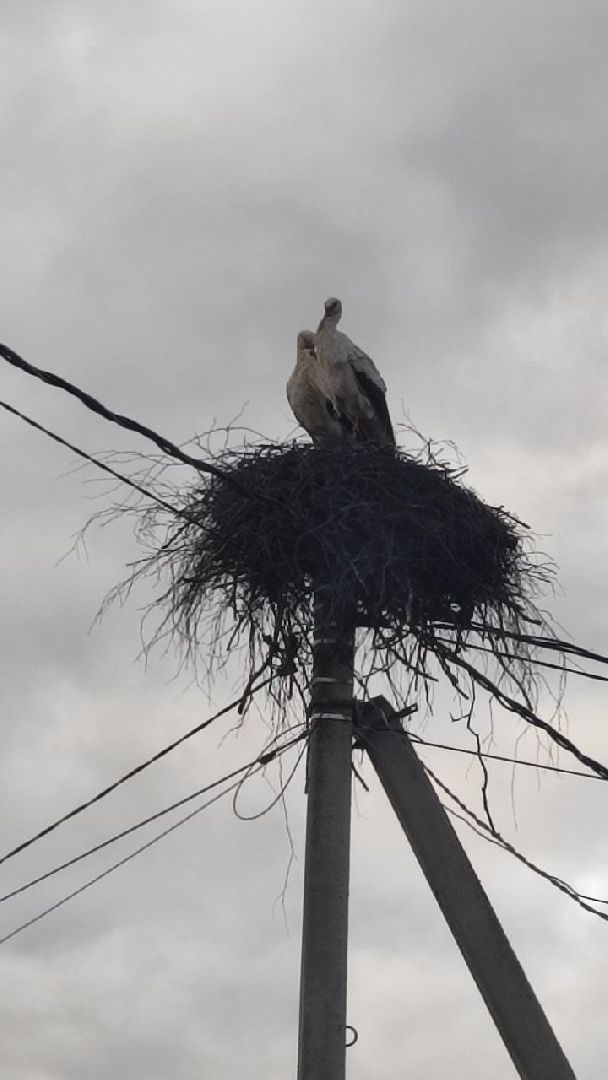 волоколамск, аисты, село спасс,