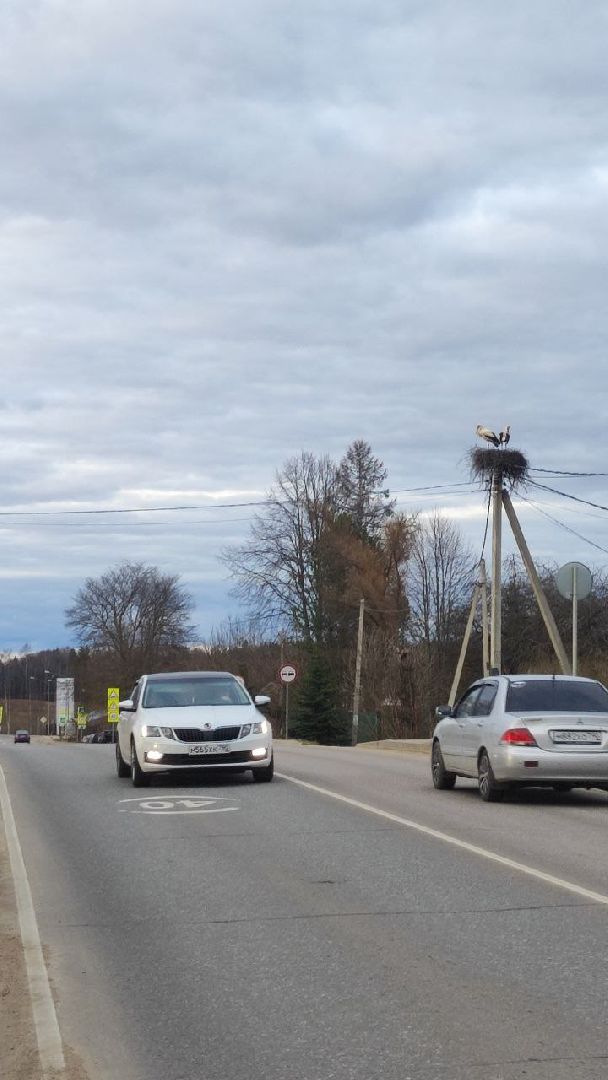 волоколамск, аисты, село спасс,