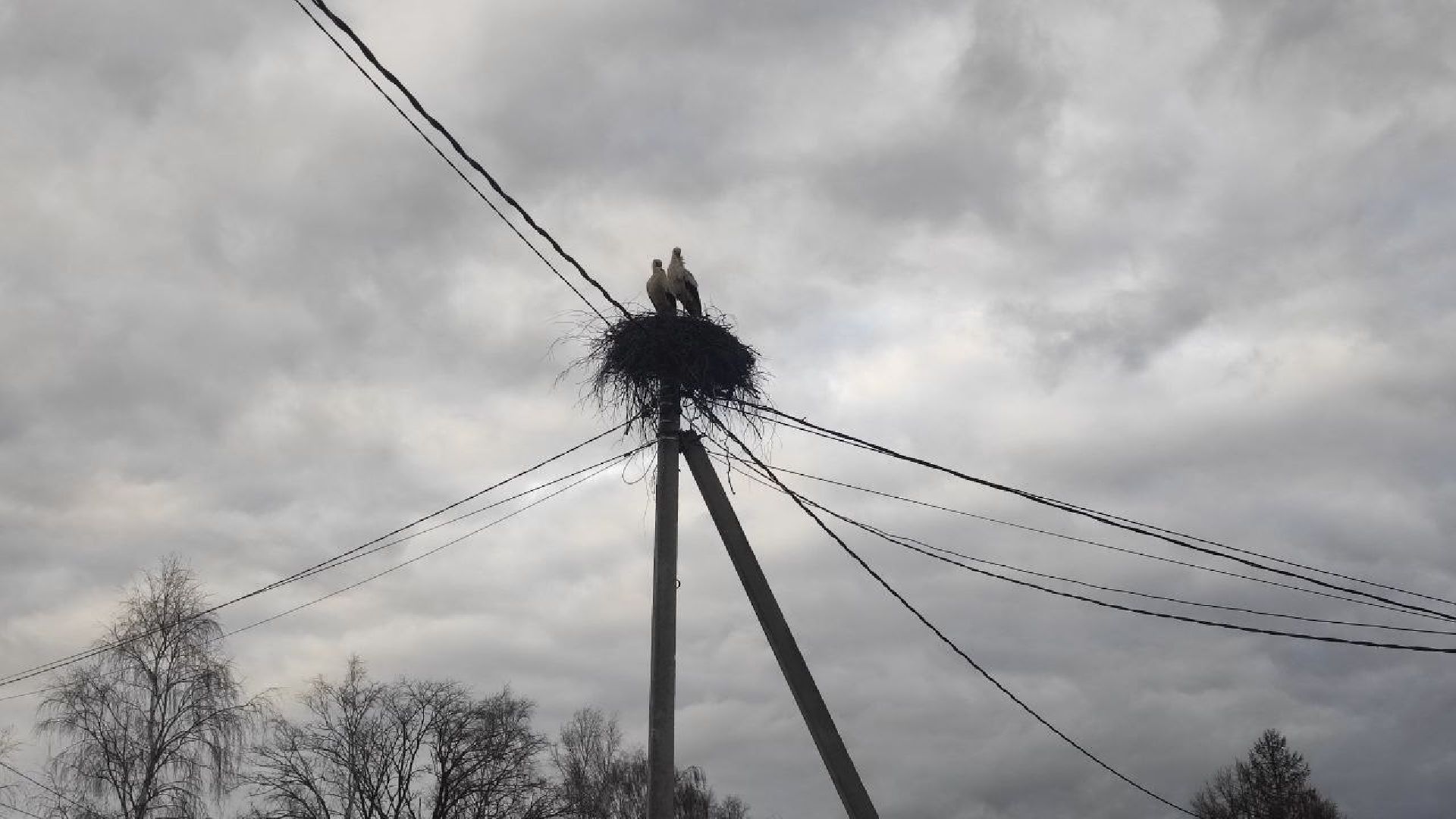 волоколамск, аисты, село спасс,