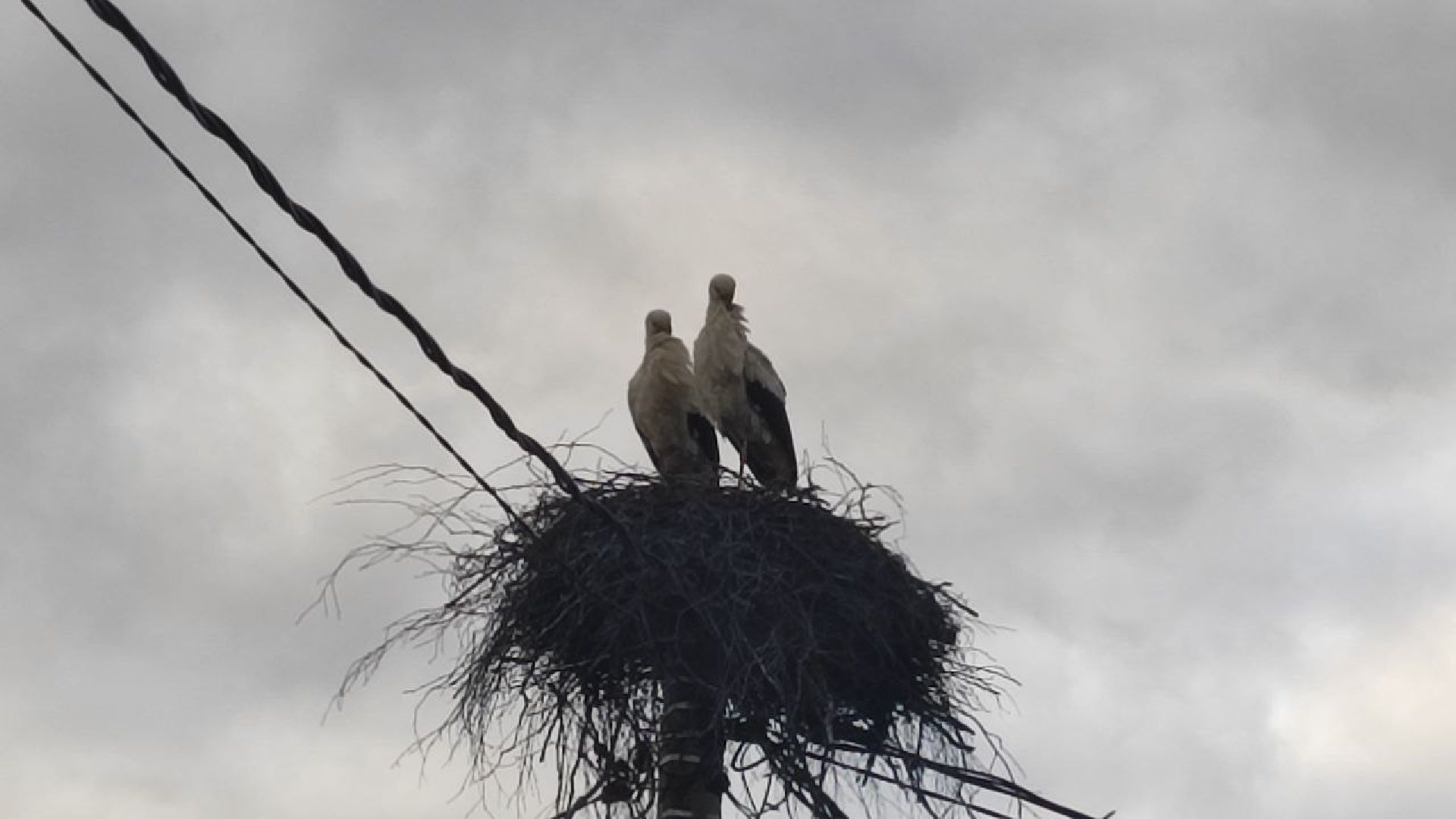 волоколамск, аисты, село спасс,