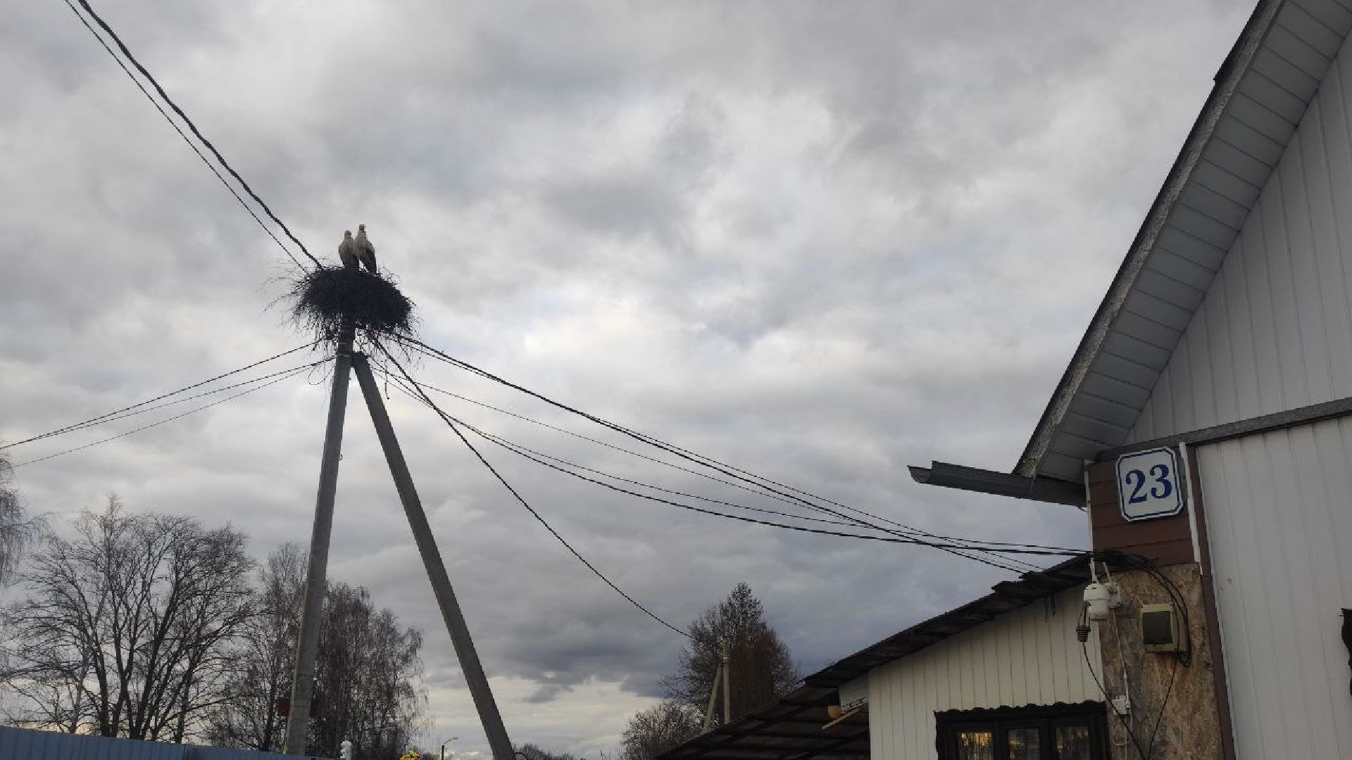 волоколамск, аисты, село спасс,