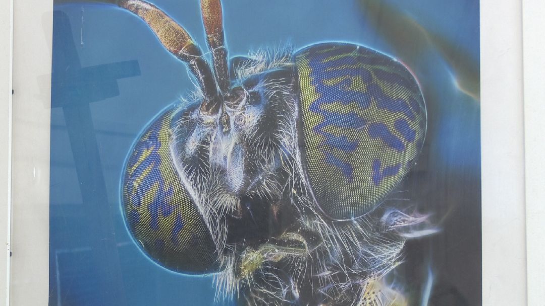 Реутов, музей, выставка, минералы, микроскоп, озеро Байкал