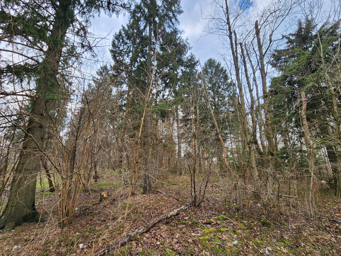 экология, голосование, благоустойство, лесопарк, тучково, руза, рузский городской округ,