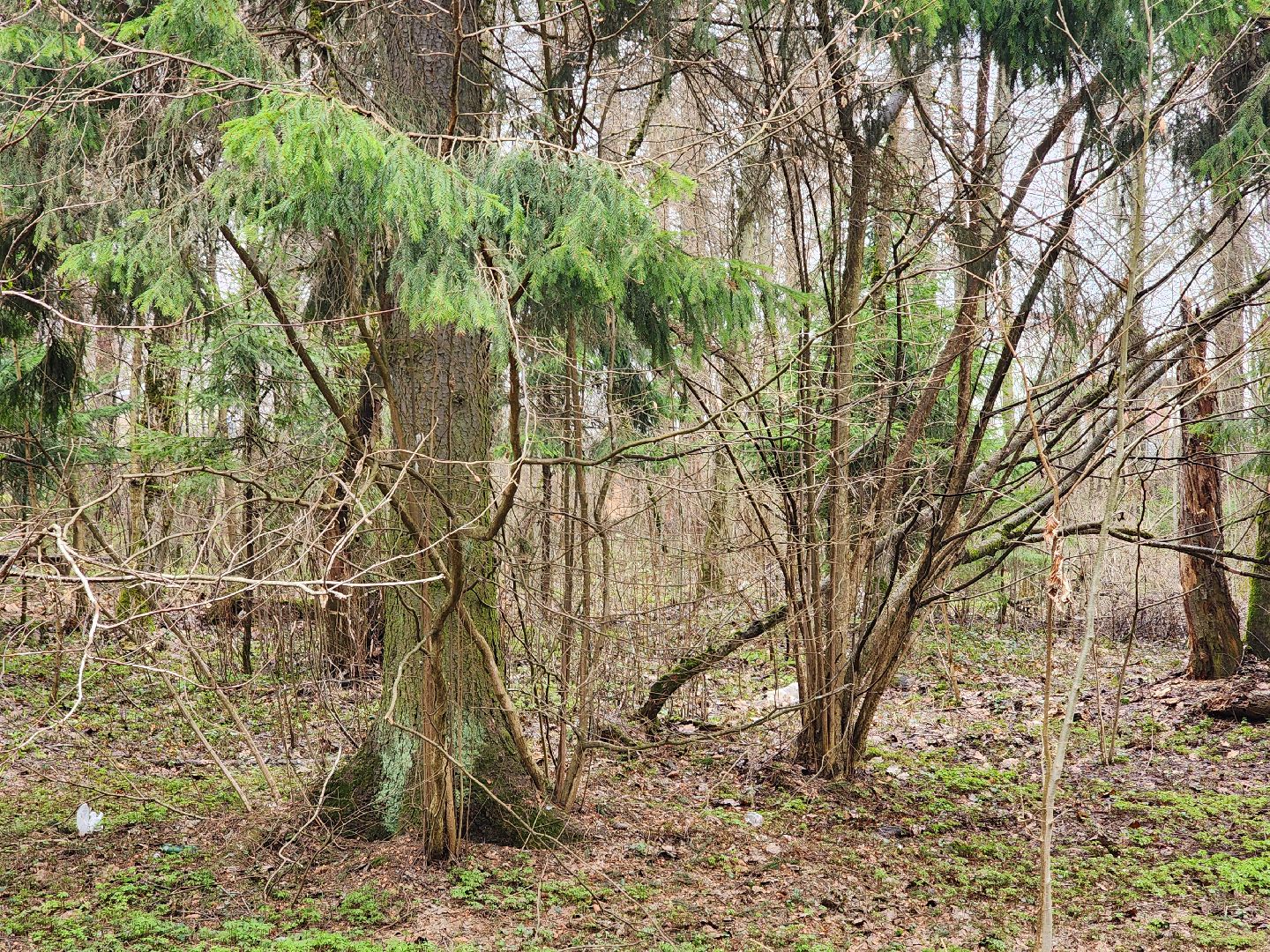экология, голосование, благоустойство, лесопарк, тучково, руза, рузский городской округ,