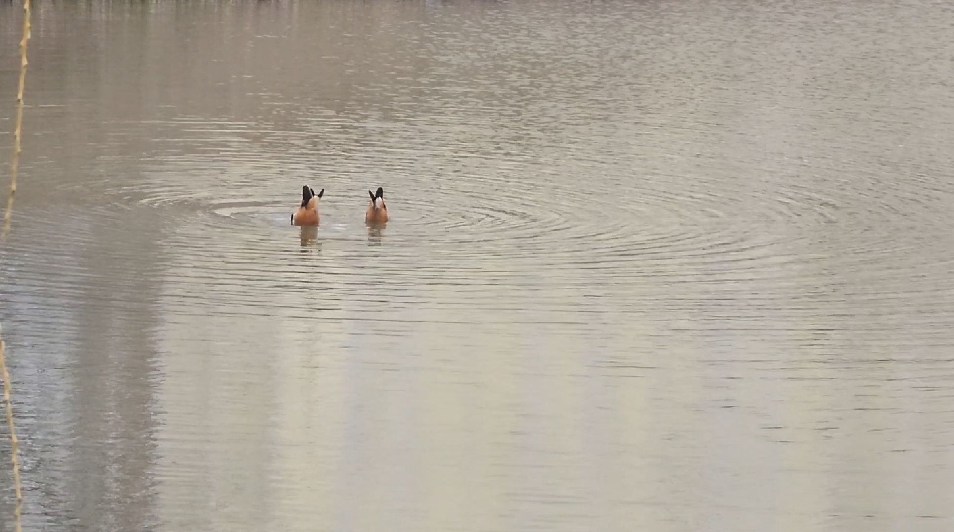 долгопрудный, парки, пернатые в парках, скворечник, экопрогулка, мастер-класс,