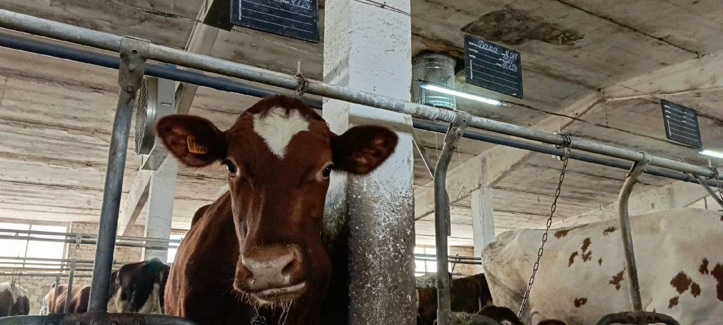 Дмитров, Мосагрофуд, Минсельхоз, Мининвест,