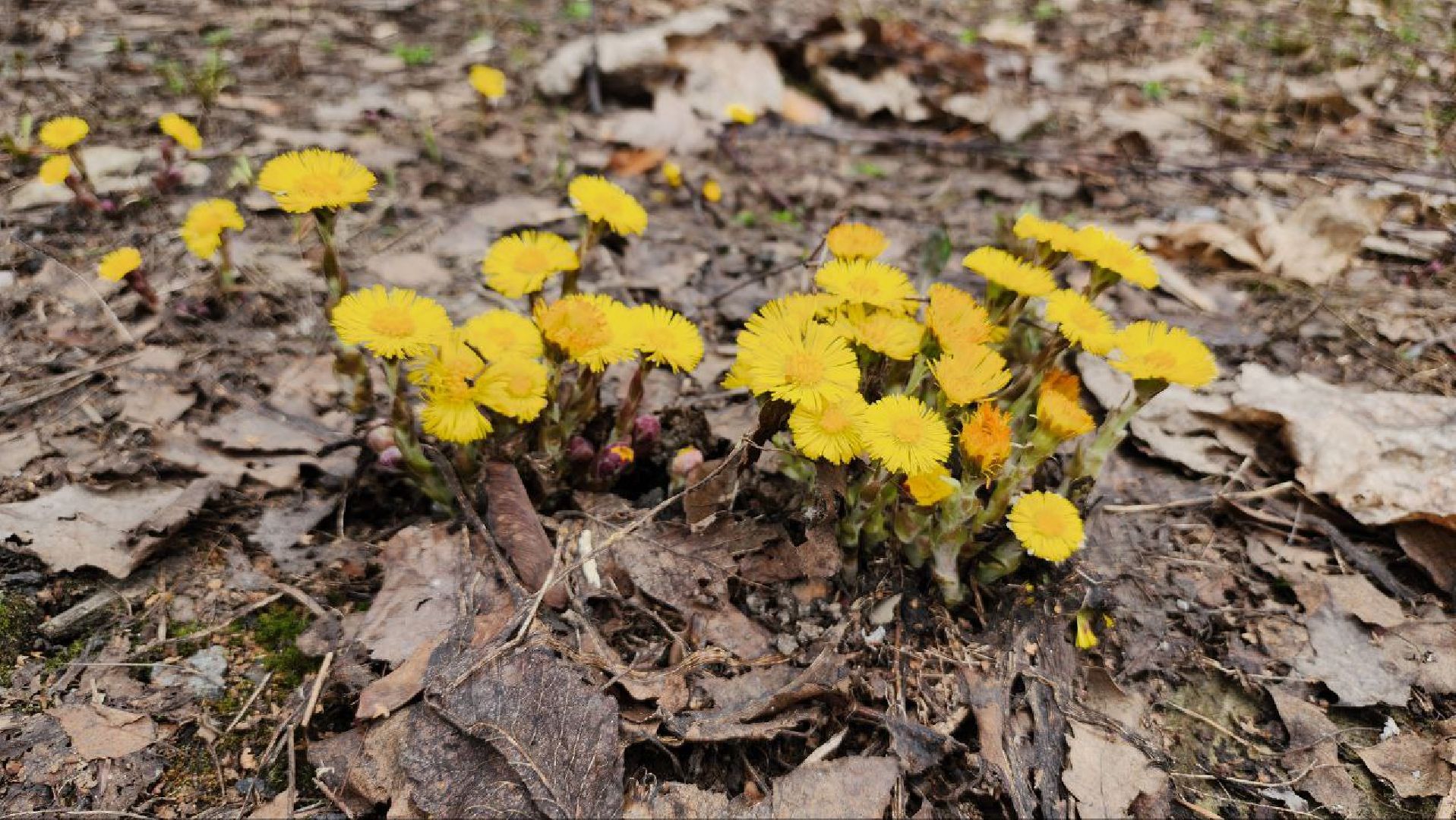 люберцы, Томилино, клещи,