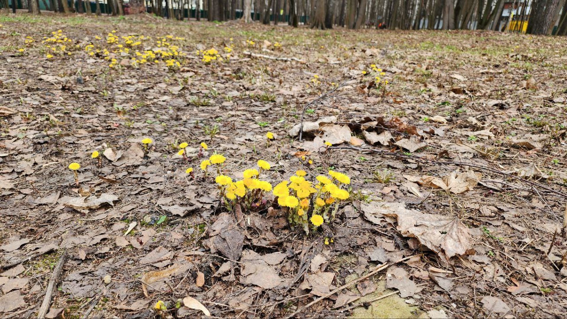 люберцы, Томилино, клещи,