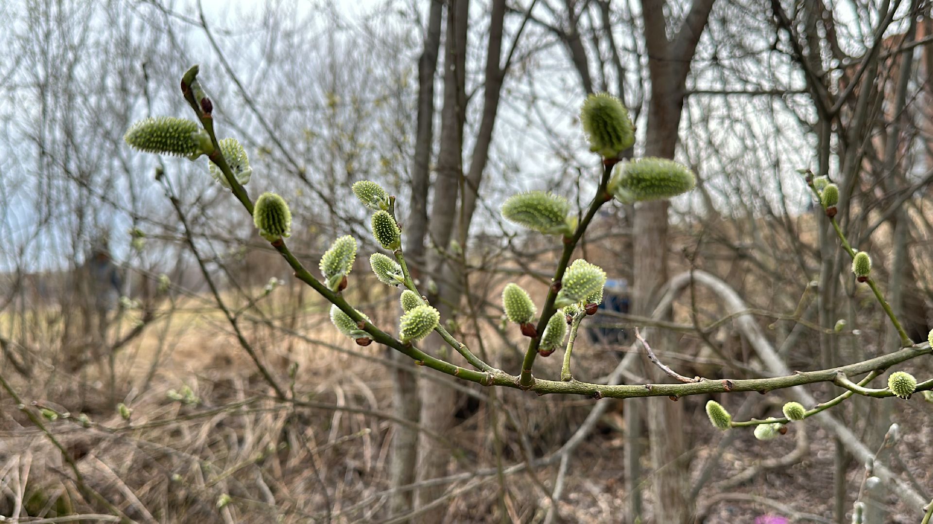 Клин, общество, субботники, благоустройство,