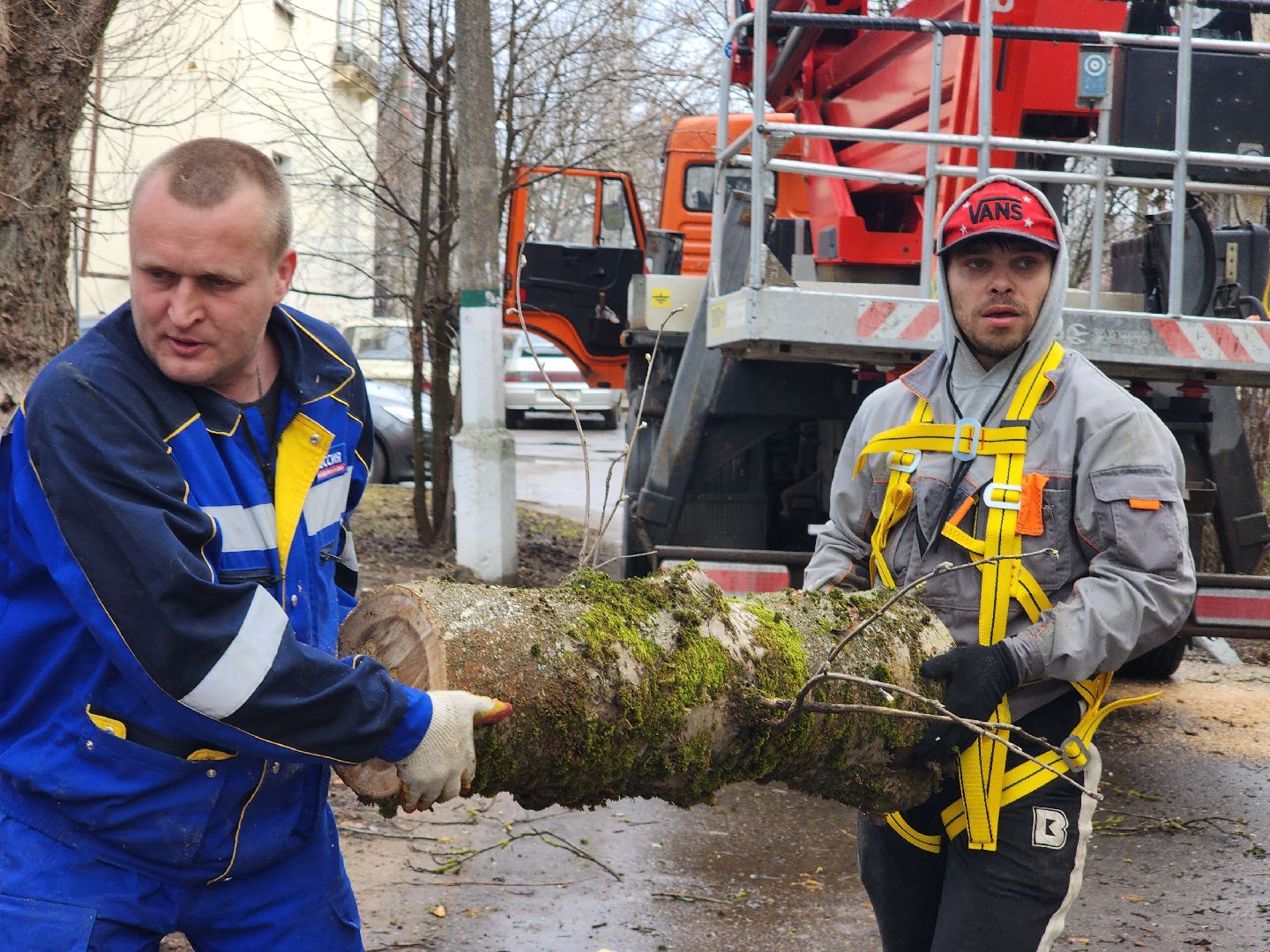 благоустройство, благоустройство 2024, аварийные деревья, тучково, руза, рузский городской округ, подмосковье, опиловка,