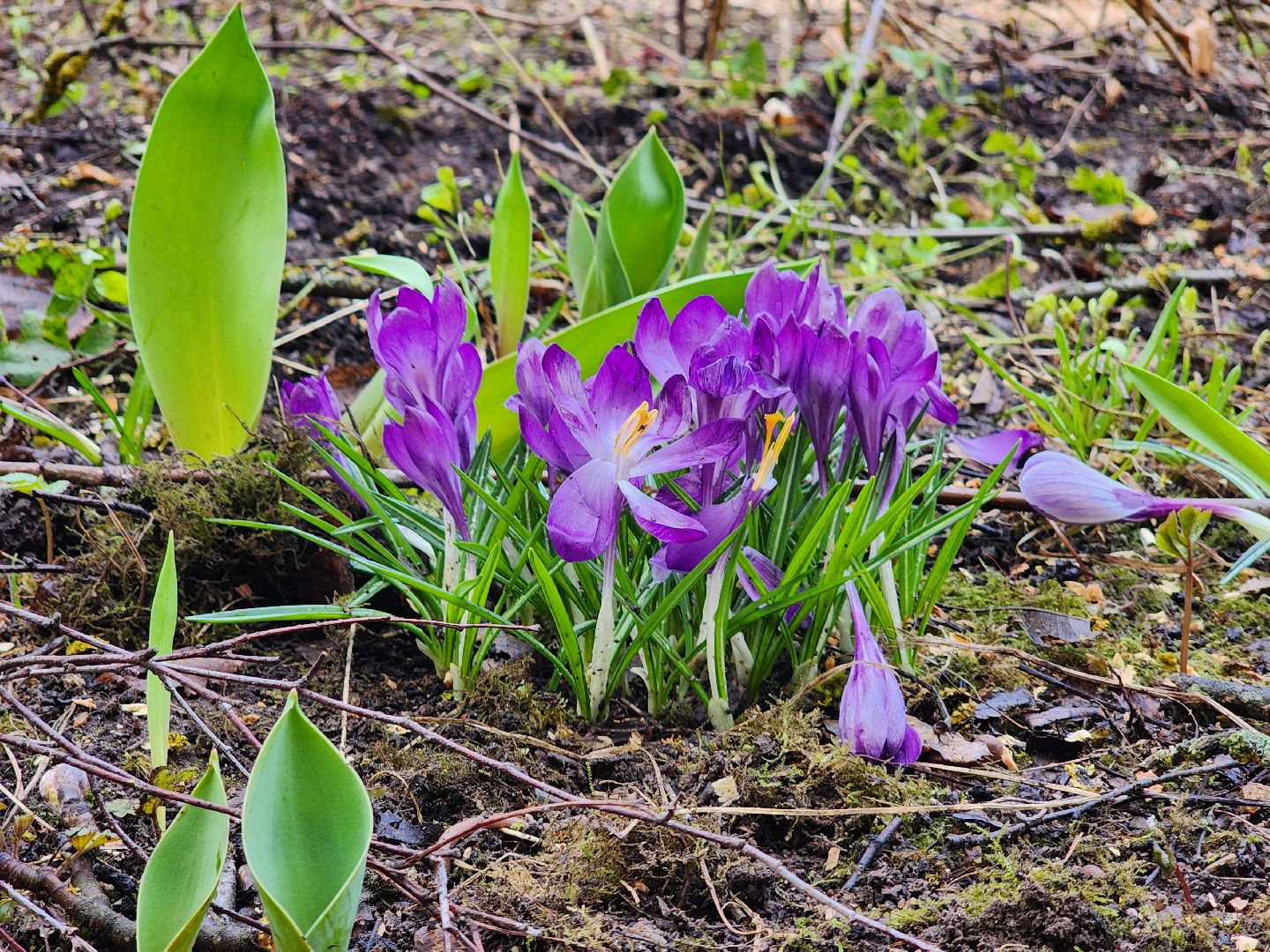 благоустройство, благоустройство 2024, аварийные деревья, тучково, руза, рузский городской округ, подмосковье, опиловка,