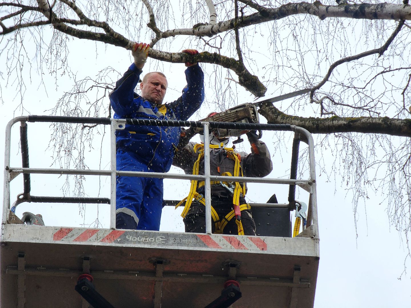 благоустройство, благоустройство 2024, аварийные деревья, тучково, руза, рузский городской округ, подмосковье, опиловка,