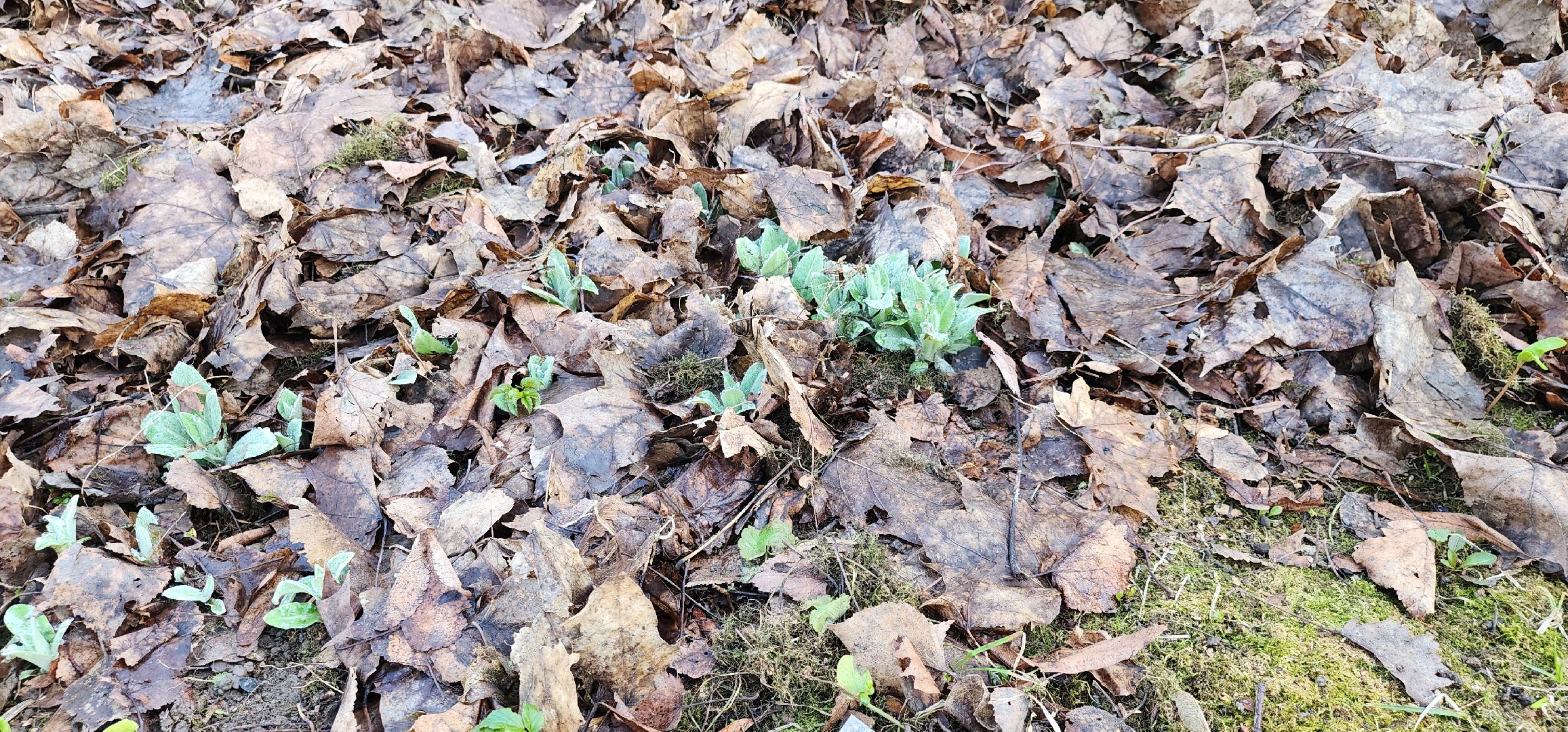 месячник благоустройства, уборка улиц, Домодедово,