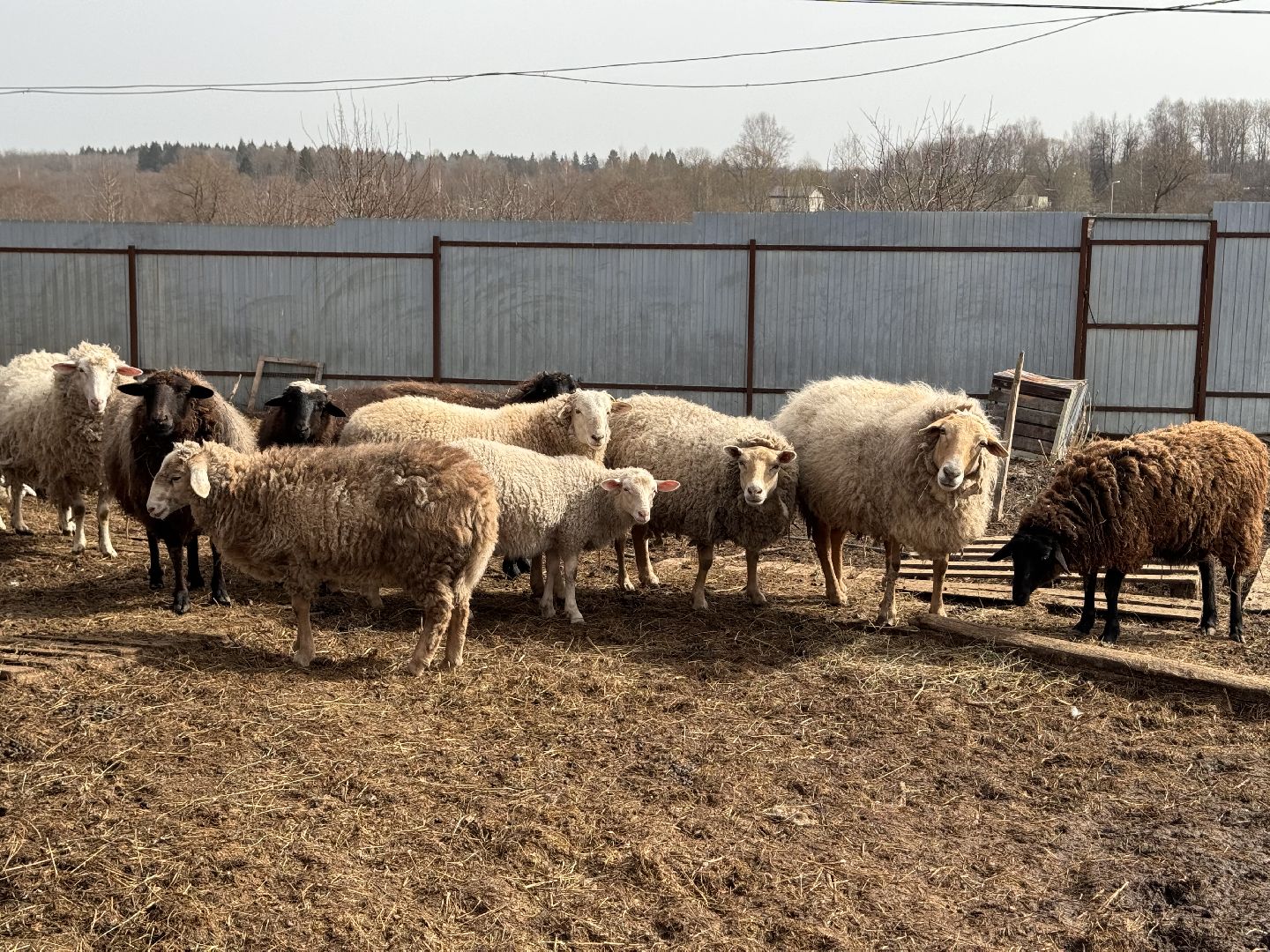 шаховская, овцы, ягнята, ферма,