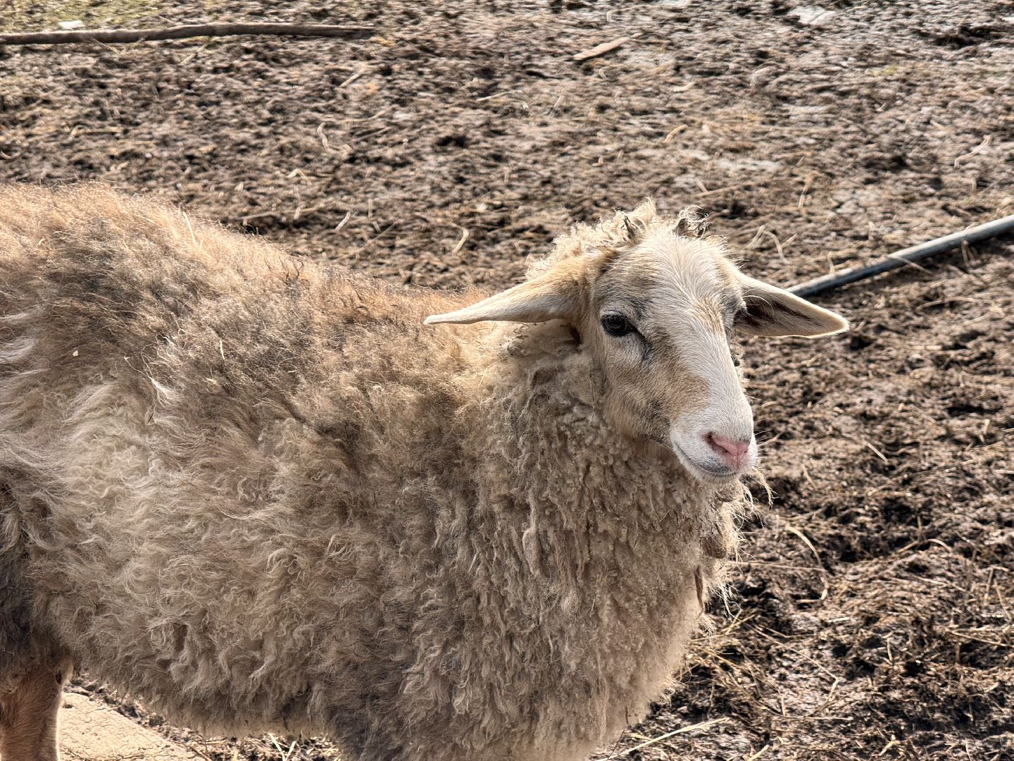 шаховская, овцы, ягнята, ферма,