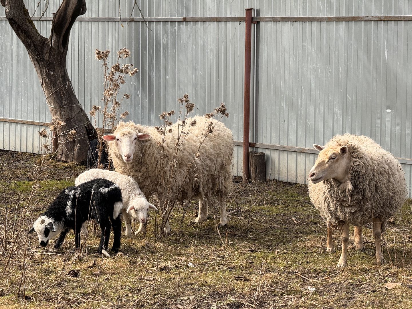 шаховская, овцы, ягнята, ферма,