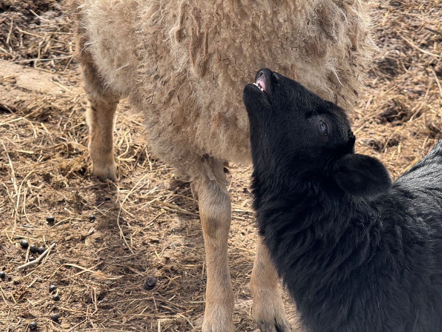 шаховская, овцы, ягнята, ферма,