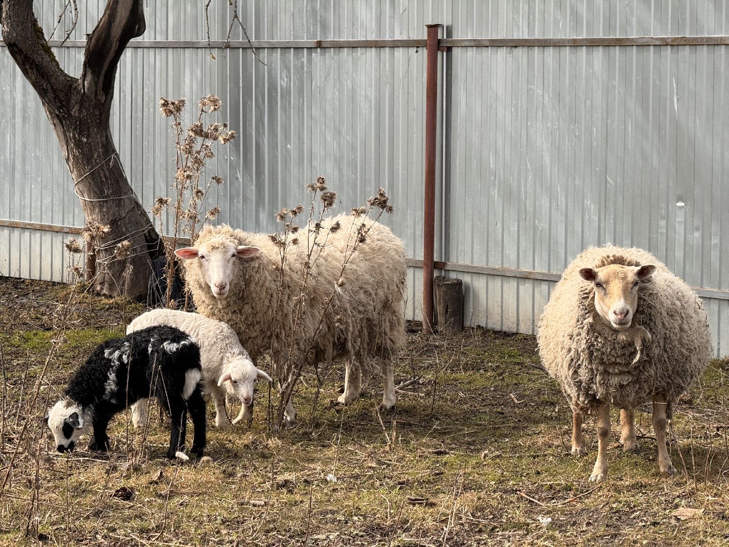 шаховская, овцы, ягнята, ферма,