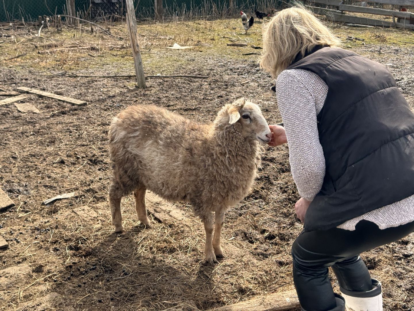 шаховская, овцы, ягнята, ферма,