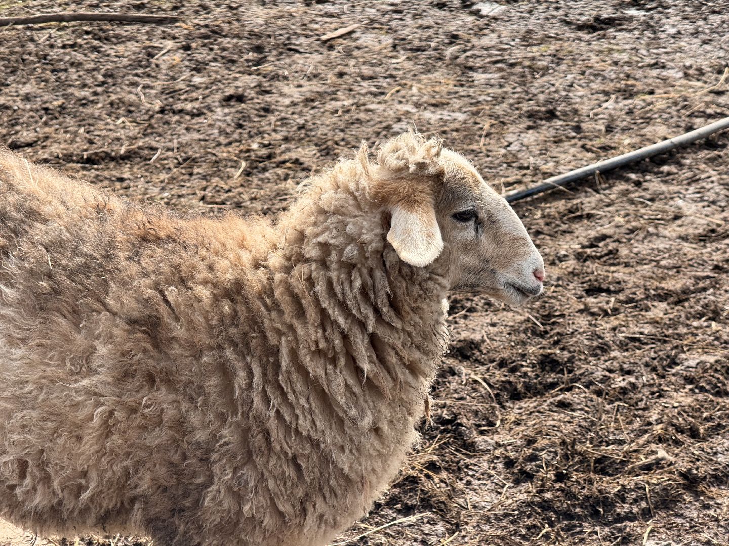 шаховская, овцы, ягнята, ферма,