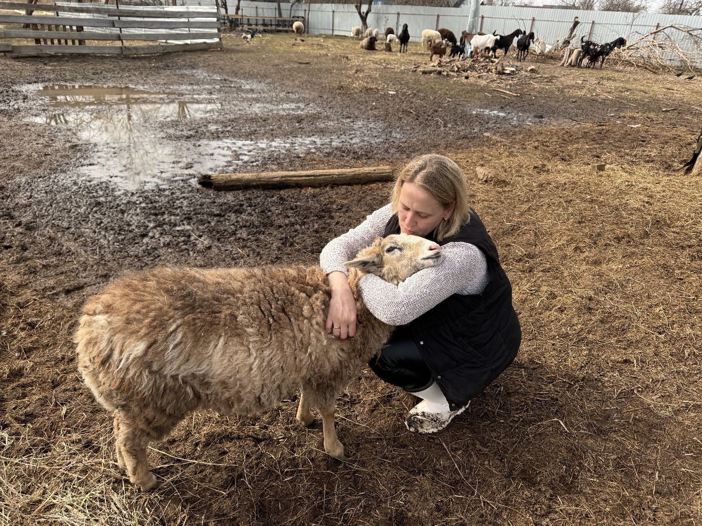 шаховская, овцы, ягнята, ферма,