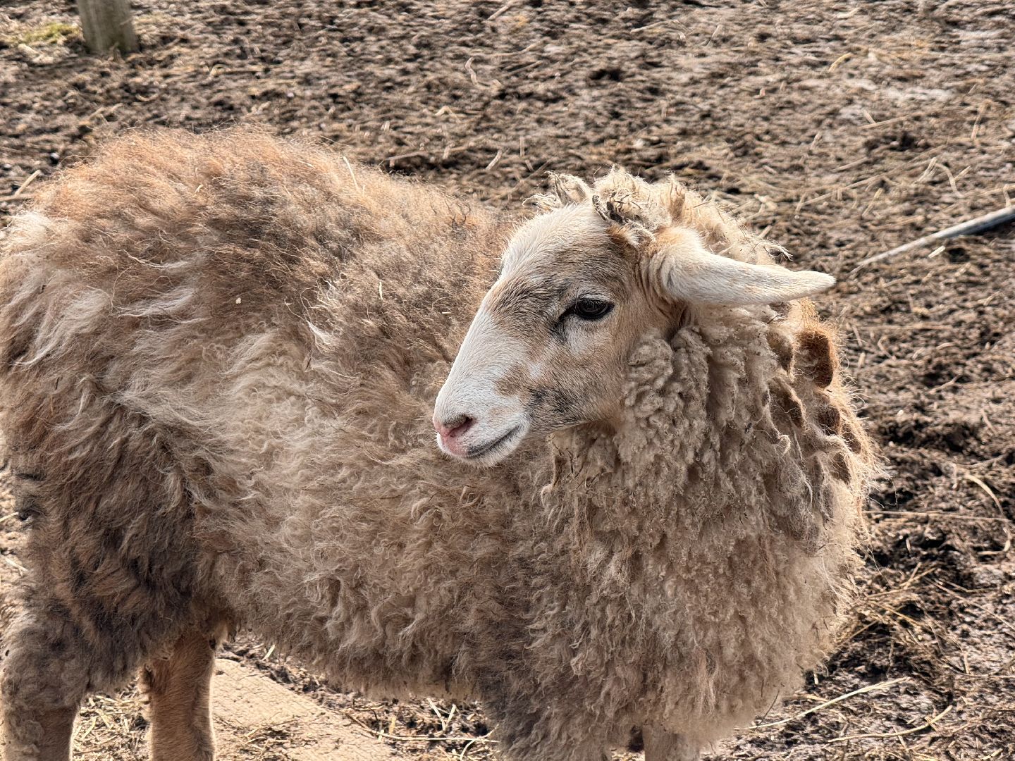 шаховская, овцы, ягнята, ферма,