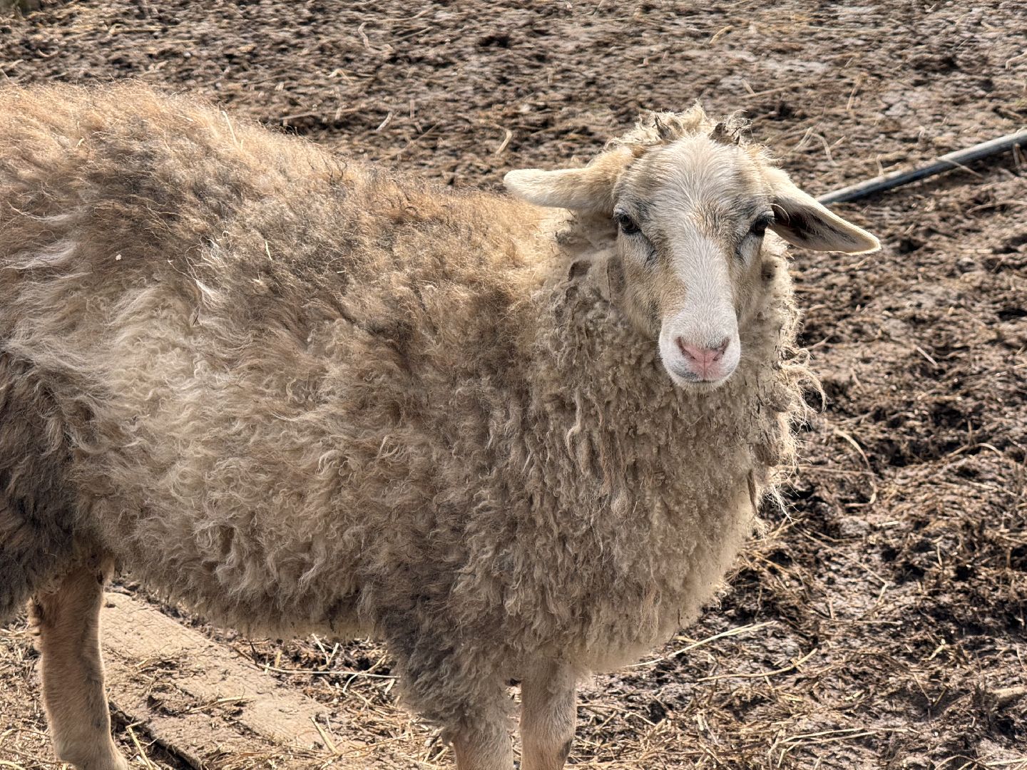 шаховская, овцы, ягнята, ферма,