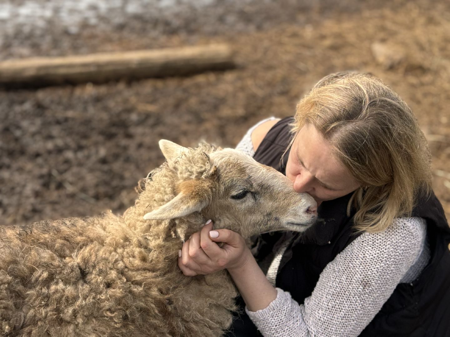 шаховская, овцы, ягнята, ферма,