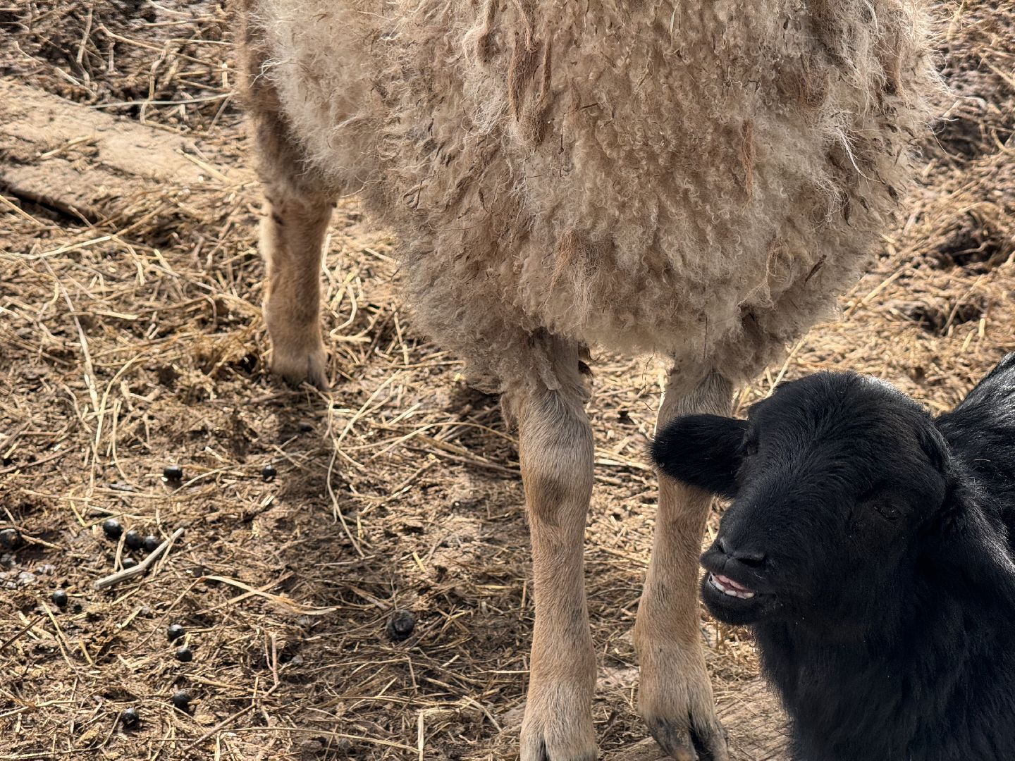 шаховская, овцы, ягнята, ферма,