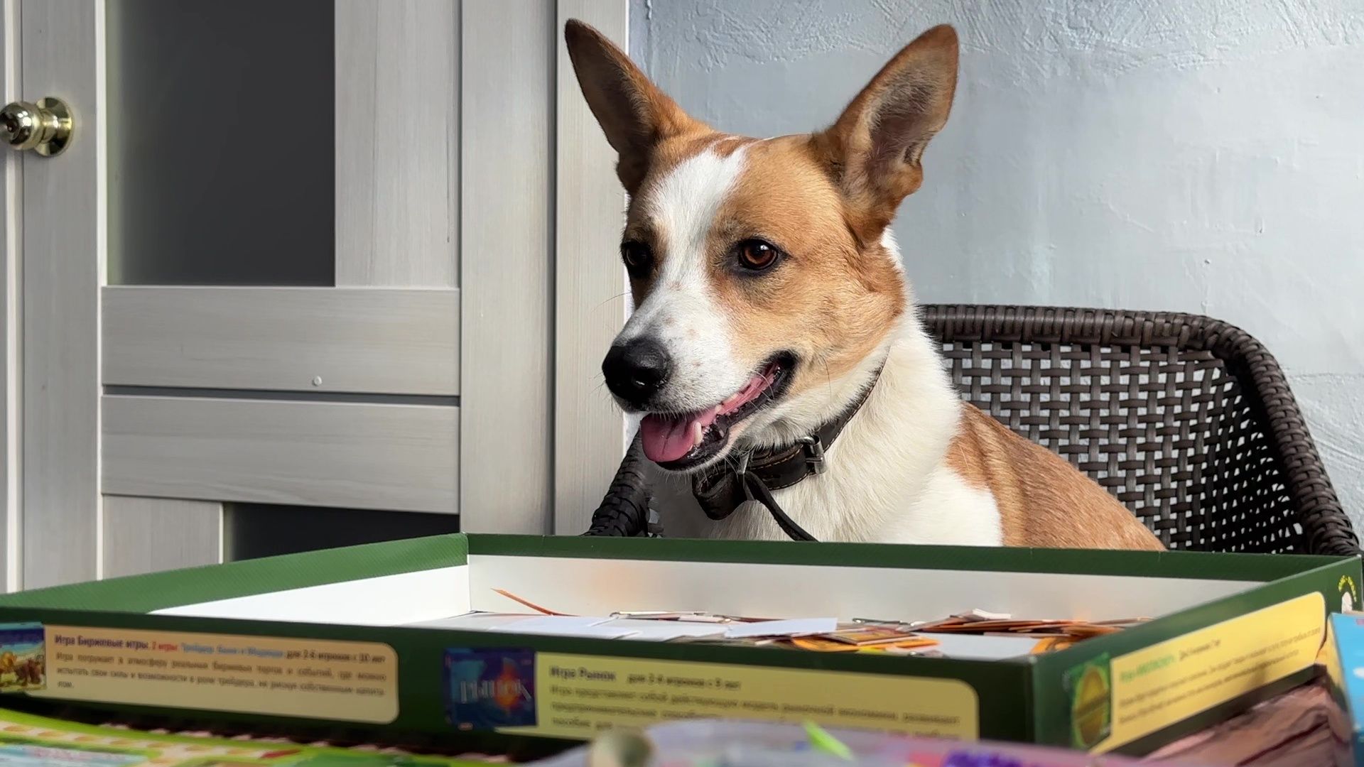 Реутов, Кузьма, пространство У Кузи, пес, собака рулит, игры, мастер-классы,