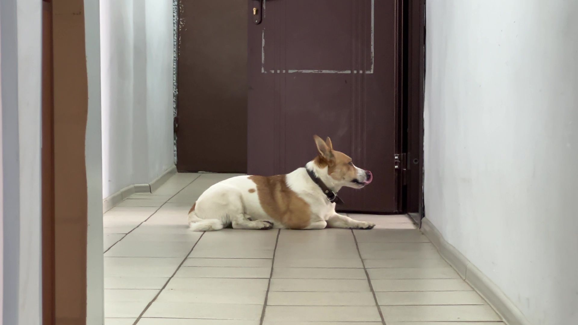 Реутов, Кузьма, пространство У Кузи, пес, собака рулит, игры, мастер-классы,