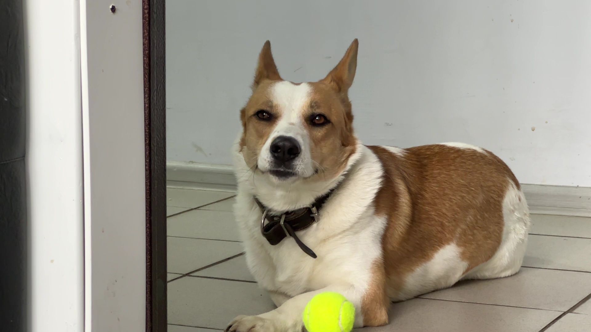 Реутов, Кузьма, пространство У Кузи, пес, собака рулит, игры, мастер-классы,