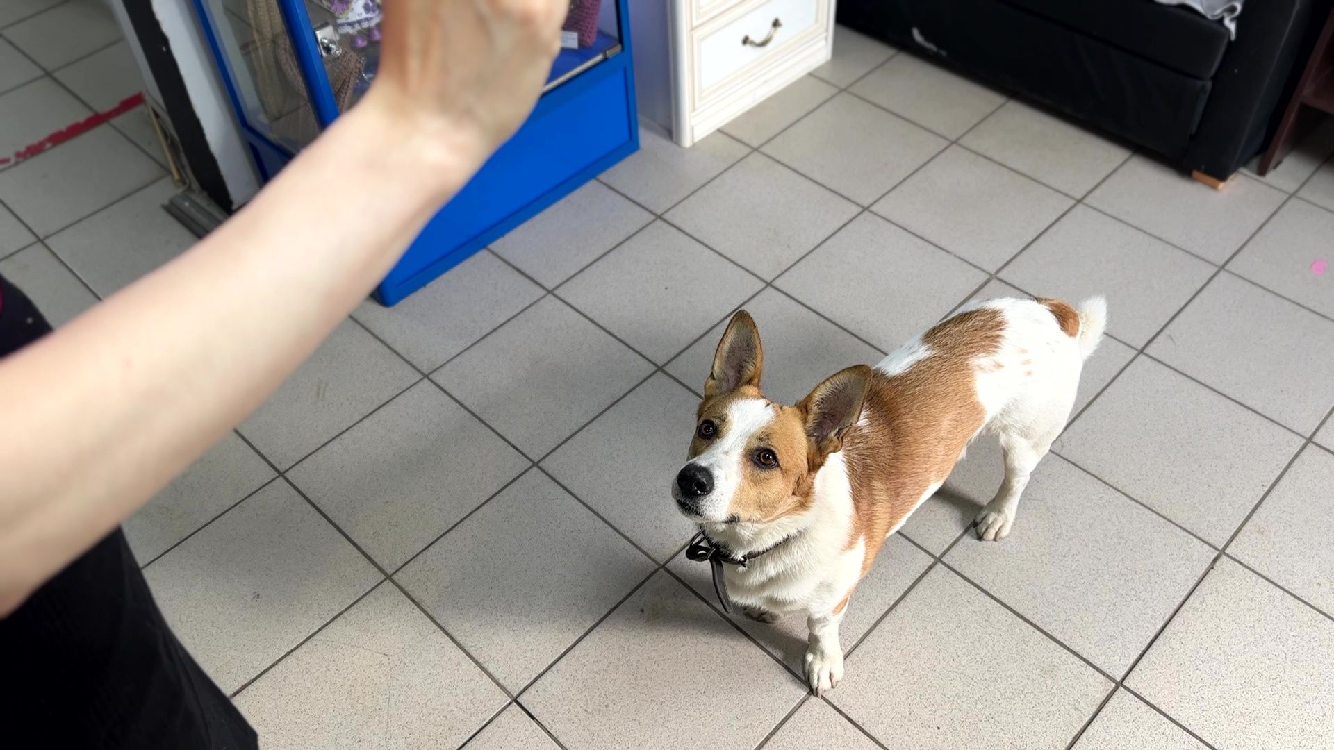 Реутов, Кузьма, пространство У Кузи, пес, собака рулит, игры, мастер-классы,