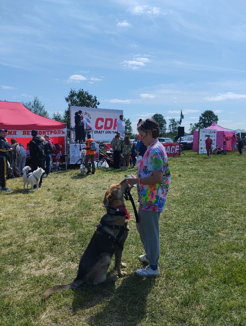Хвостатый драйв, забег с препятствиями,спорт, Старая Купавна, Богородский городской округ,